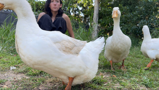 The Sannos Ducks